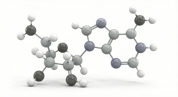 ADENOSIINI